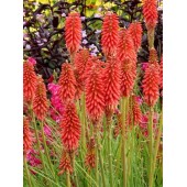 Книфофия Kniphofia Redhot Popsicle